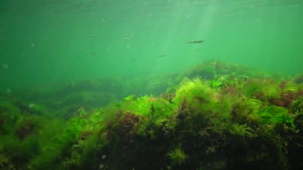 海洋中的光合作用 水下景观 水下岩石上的绿藻 红藻和褐藻 肠形体 乌尔瓦 小儿麻痹症 敖德萨湾 — 图库视频影像