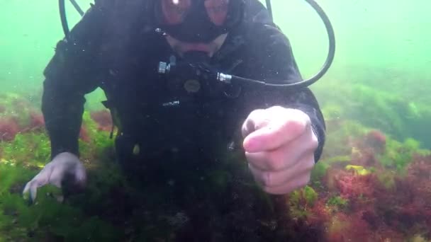 Fotossíntese Mar Paisagem Subaquática Peixe Atherina Pontica Algas Verdes Vermelhas — Vídeo de Stock