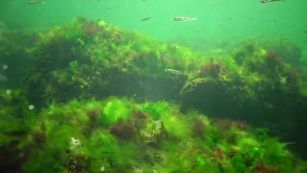 潜水员在海里进行光合作用时 会接触到由海藻合成的氧气泡 水下岩石上的绿藻和红藻 乌尔瓦 小儿麻痹症 敖德萨湾 — 图库视频影像