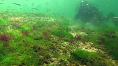 Denizde fotosentez, bir dalgıç yosunların sentezlediği oksijen kabarcıklarına dokunur. Su altı kayaları üzerinde yeşil ve kırmızı algler (Enteromorpha, Ulva, Seramium, Polisiphonia). Odessa Körfezi, Karadeniz