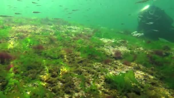 Photosynthesis Sea Diver Touches Oxygen Bubbles Synthesized Algae Green Red — Stock Video