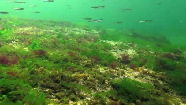 Фотосинтез Море Дайвер Касается Пузырьков Кислорода Синтезированных Водорослями Зеленые Красные — стоковое видео