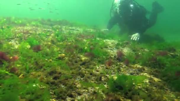 Fotosyntéza Moři Potápěč Dotkne Kyslíkových Bublin Syntetizovaných Řasami Zelené Červené — Stock video