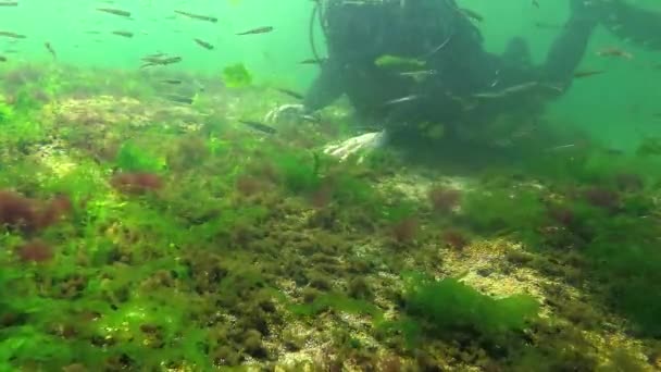 Fotosíntesis Mar Buceador Toca Burbujas Oxígeno Sintetizadas Por Algas Algas — Vídeos de Stock