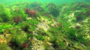 Denizde fotosentez, bir dalgıç yosunların sentezlediği oksijen kabarcıklarına dokunur. Su altı kayaları üzerinde yeşil ve kırmızı algler (Enteromorpha, Ulva, Seramium, Polisiphonia). Odessa Körfezi, Karadeniz