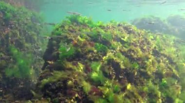 Denizde fotosentez, bir dalgıç yosunların sentezlediği oksijen kabarcıklarına dokunur. Su altı kayaları üzerinde yeşil ve kırmızı algler (Enteromorpha, Ulva, Seramium, Polisiphonia). Odessa Körfezi, Karadeniz