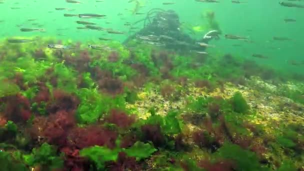 Fotosíntesis Mar Buceador Toca Burbujas Oxígeno Sintetizadas Por Algas Algas — Vídeo de stock