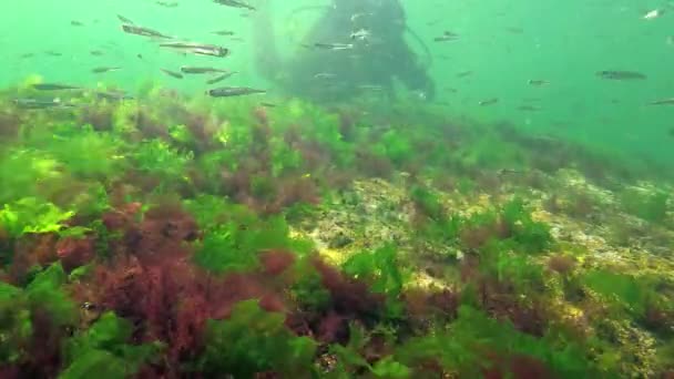 Φωτοσύνθεση Στη Θάλασσα Ένας Δύτης Αγγίζει Φυσαλίδες Οξυγόνου Που Συντίθενται — Αρχείο Βίντεο
