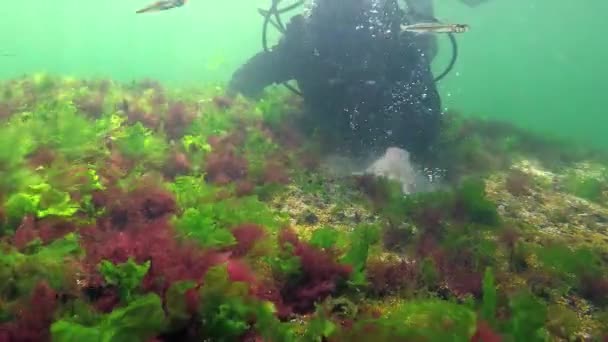 Photosynthesis Sea Diver Touches Oxygen Bubbles Synthesized Algae Green Red — Stock Video