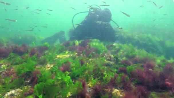 Fotossíntese Mar Mergulhador Toca Bolhas Oxigênio Sintetizadas Por Algas Algas — Vídeo de Stock