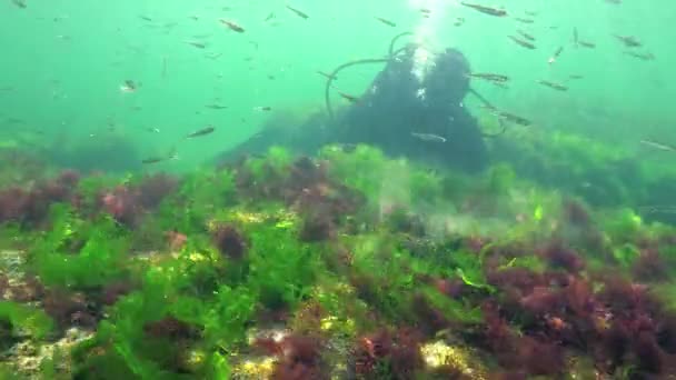 Fotoszintézis Tengerben Egy Búvár Hozzáér Algák Által Szintetizált Oxigénbuborékokhoz Zöld — Stock videók