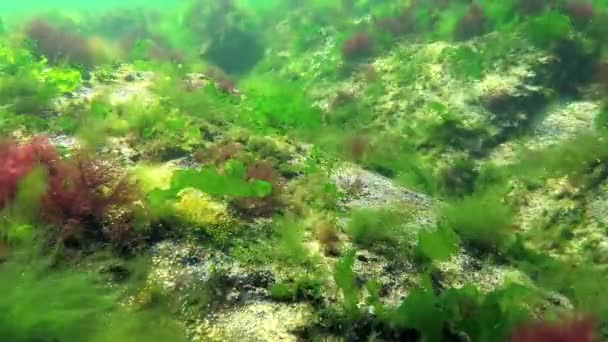 Fotosyntes Havet Dykare Vidrör Syre Bubblor Syntetiseras Alger Gröna Och — Stockvideo