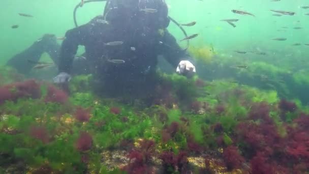 Fotosyntéza Moři Potápěč Dotkne Kyslíkových Bublin Syntetizovaných Řasami Zelené Červené — Stock video