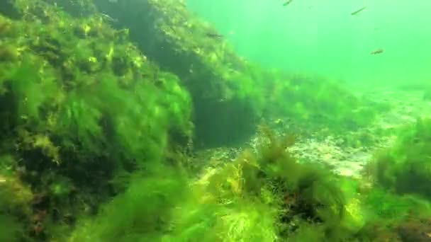 Fotosyntes Havet Dykare Vidrör Syre Bubblor Syntetiseras Alger Gröna Och — Stockvideo