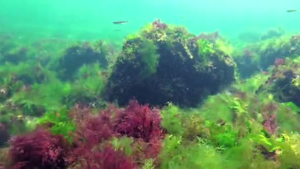 Fotosíntesis Mar Buceador Toca Burbujas Oxígeno Sintetizadas Por Algas Algas — Vídeos de Stock
