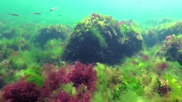 Fotossíntese Mar Mergulhador Toca Bolhas Oxigênio Sintetizadas Por Algas Algas — Vídeo de Stock