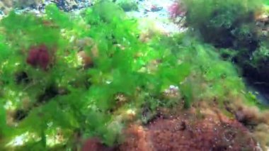 Denizde fotosentez, bir dalgıç yosunların sentezlediği oksijen kabarcıklarına dokunur. Su altı kayaları üzerinde yeşil ve kırmızı algler (Enteromorpha, Ulva, Seramium, Polisiphonia). Odessa Körfezi, Karadeniz