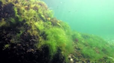 Denizde fotosentez, bir dalgıç yosunların sentezlediği oksijen kabarcıklarına dokunur. Su altı kayaları üzerinde yeşil ve kırmızı algler (Enteromorpha, Ulva, Seramium, Polisiphonia). Odessa Körfezi, Karadeniz