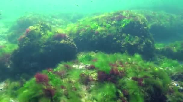 Fotosyntéza Moři Potápěč Dotkne Kyslíkových Bublin Syntetizovaných Řasami Zelené Červené — Stock video