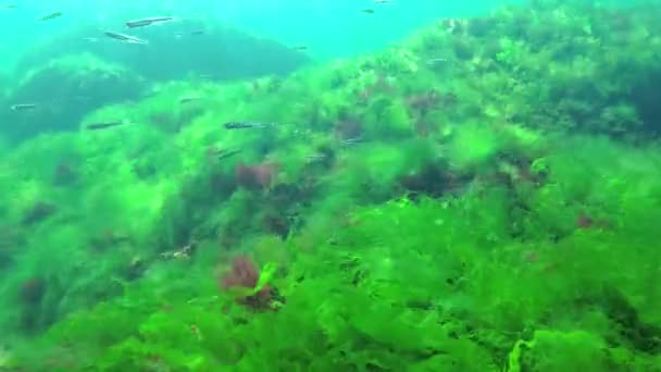 潜水员在海里进行光合作用时 会接触到由海藻合成的氧气泡 水下岩石上的绿藻和红藻 乌尔瓦 小儿麻痹症 敖德萨湾 — 图库视频影像