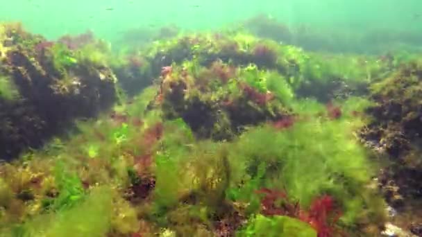 Photosynthesis Sea Underwater Landscape Green Red Brown Algae Underwater Rocks — Stock Video