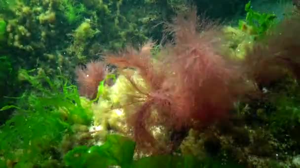 바다의 광합성 암석에 갈색의 Enteromorpha Ulva Ceramium Polisiphonia 오데사 — 비디오