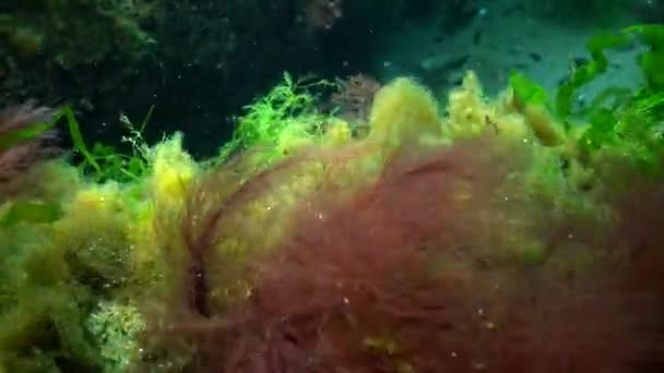 Fotosíntesis Mar Paisaje Submarino Algas Verdes Rojas Marrones Sobre Rocas — Vídeo de stock