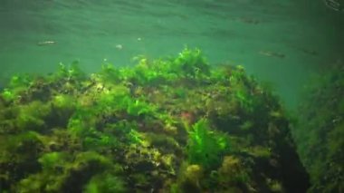 Denizde fotosentez, sualtı manzarası, balık Atherina Pontica. Su altı kayaları üzerinde yeşil, kırmızı ve kahverengi algler (Enteromorpha, Ulva, Seramium, Polisiphonia). Odessa Körfezi, Karadeniz