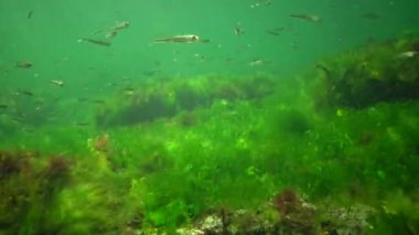 Denizde fotosentez, sualtı manzarası, balık Atherina Pontica. Su altı kayaları üzerinde yeşil, kırmızı ve kahverengi algler (Enteromorpha, Ulva, Seramium, Polisiphonia). Odessa Körfezi, Karadeniz