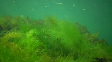 Denizde fotosentez, sualtı manzarası, Cladophora sericea. Su altı kayaları üzerinde yeşil, kırmızı ve kahverengi algler (Enteromorpha, Ulva, Seramium, Polisiphonia). Odessa Körfezi, Karadeniz