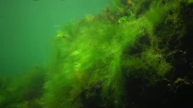 Denizde fotosentez, sualtı manzarası, Cladophora sericea. Su altı kayaları üzerinde yeşil, kırmızı ve kahverengi algler (Enteromorpha, Ulva, Seramium, Polisiphonia). Odessa Körfezi, Karadeniz