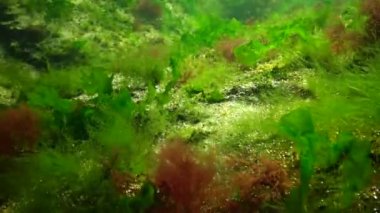 Denizde fotosentez, sualtı manzarası. Su altı kayaları üzerinde yeşil, kırmızı ve kahverengi algler (Enteromorpha, Ulva, Seramium, Polisiphonia ve). Odessa Körfezi, Karadeniz