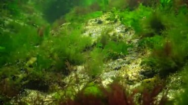 Denizde fotosentez, sualtı manzarası. Su altı kayaları üzerinde yeşil, kırmızı ve kahverengi algler (Enteromorpha, Ulva, Seramium, Polisiphonia ve). Odessa Körfezi, Karadeniz