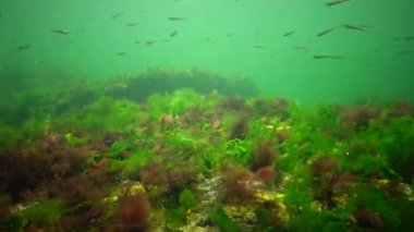 Denizde fotosentez, sualtı manzarası. Su altı kayaları üzerinde yeşil, kırmızı ve kahverengi algler (Enteromorpha, Ulva, Seramium, Polisiphonia ve). Odessa Körfezi, Karadeniz