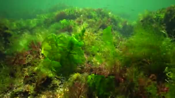 Fotosíntesis Mar Paisaje Submarino Algas Verdes Rojas Marrones Sobre Rocas — Vídeos de Stock