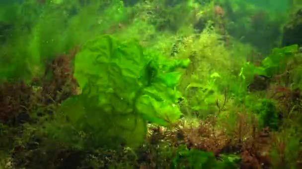 Fotosynthese Zee Onderwaterlandschap Groene Rode Bruine Algen Onderwaterrotsen Enteromorpha Ulva — Stockvideo