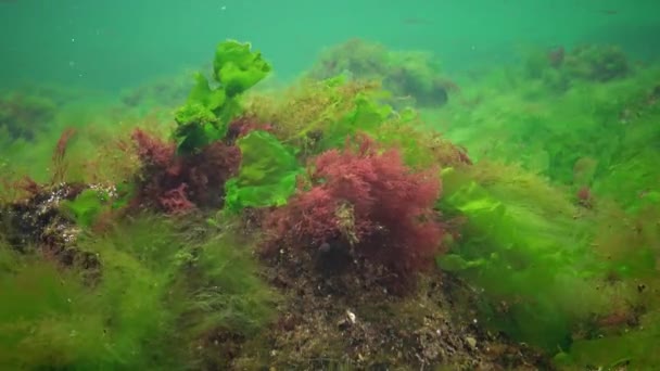 Fotossíntese Mar Paisagem Subaquática Algas Verdes Vermelhas Marrons Rochas Subaquáticas — Vídeo de Stock