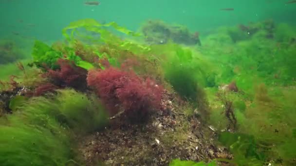 Fotosíntesis Mar Paisaje Submarino Algas Verdes Rojas Marrones Sobre Rocas — Vídeo de stock