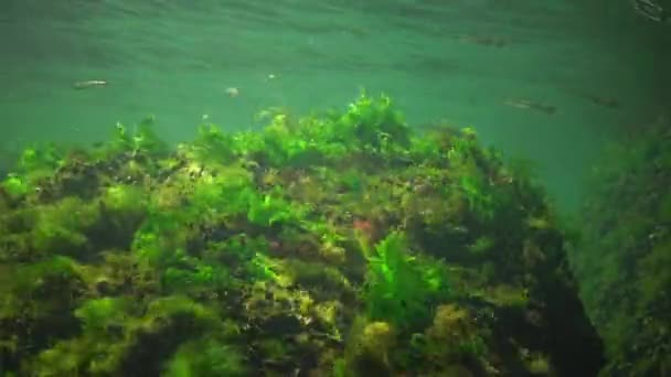 Fotosíntesis Mar Paisaje Submarino Peces Atherina Pontica Algas Verdes Rojas — Vídeo de stock