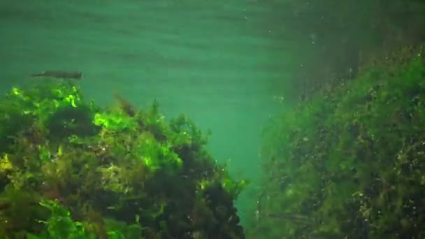 Fotosyntes Havet Undervattens Landskap Fisk Atherina Pontica Gröna Röda Och — Stockvideo