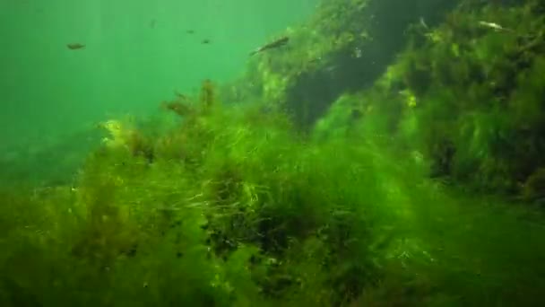 Fotosíntesis Mar Paisaje Submarino Peces Atherina Pontica Algas Verdes Rojas — Vídeos de Stock