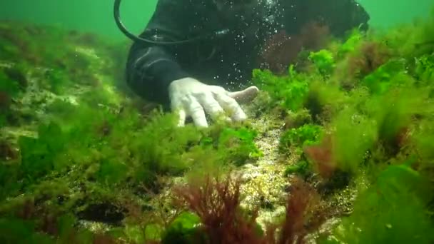 Фотосинтез Море Подводный Пейзаж Зеленые Красные Коричневые Водоросли Подводных Скалах — стоковое видео