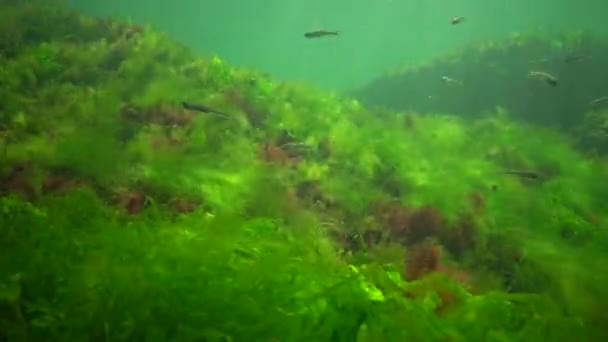 海での光合成 水中の風景 魚アスリナポンティカ 水中の岩の上に緑 茶色の藻類 エンテロモルファ ウルヴァ セラミウム ポリフォニア オデッサ湾黒海 — ストック動画