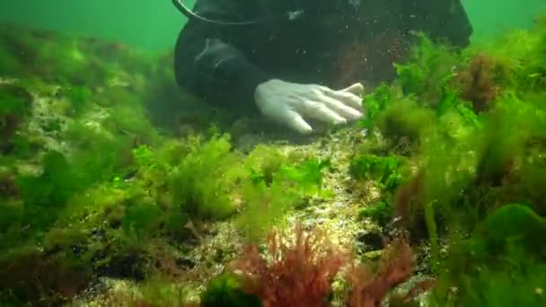 海の光合成は 水中の風景です 水中の岩の上に緑 茶色の藻類 エンテロモルファ ウルヴァ セラミウム ポリフォニアなど オデッサ湾黒海 — ストック動画