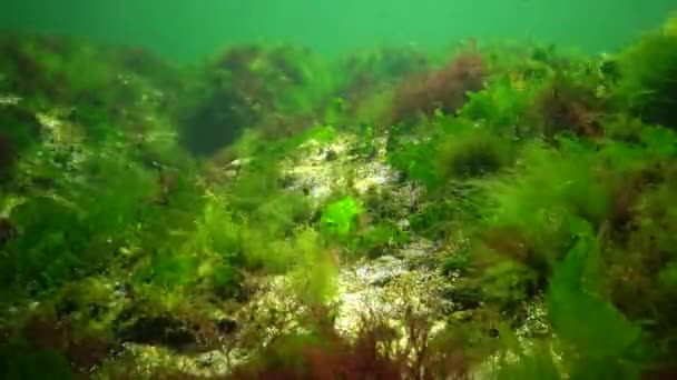 Fotosynthese Zee Onderwaterlandschap Groene Rode Bruine Algen Onderwaterrotsen Enteromorpha Ulva — Stockvideo