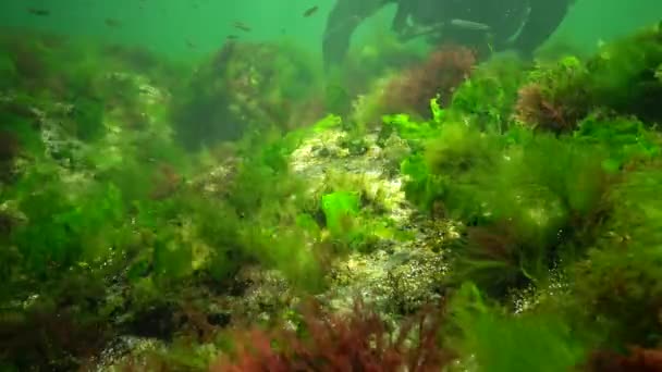 Fotosynthese Zee Onderwaterlandschap Groene Rode Bruine Algen Onderwaterrotsen Enteromorpha Ulva — Stockvideo