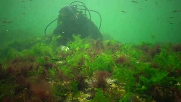 Photosynthesis Sea Underwater Landscape Fish Atherina Pontica Green Red Brown — Stock Video