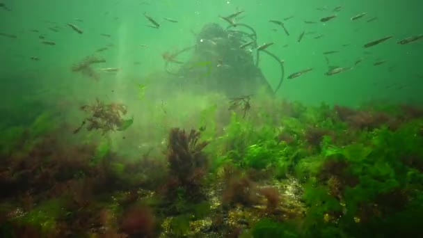 Fotosíntesis Mar Paisaje Submarino Peces Atherina Pontica Algas Verdes Rojas — Vídeos de Stock