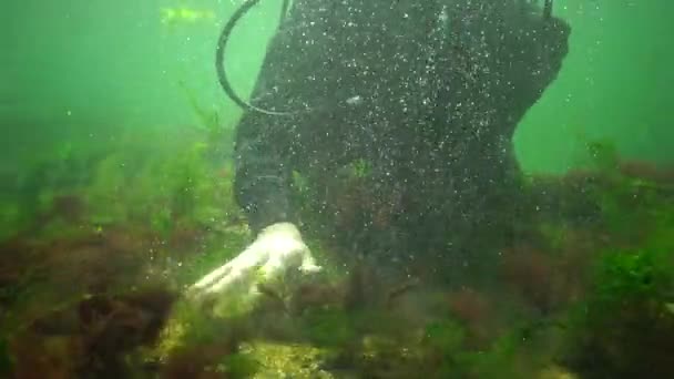 Fotosíntesis Mar Paisaje Submarino Peces Atherina Pontica Algas Verdes Rojas — Vídeo de stock
