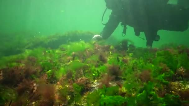 Фотосинтез Море Подводный Пейзаж Зеленые Красные Коричневые Водоросли Подводных Скалах — стоковое видео